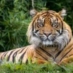 A close-up of a tiger resting in a grassy area