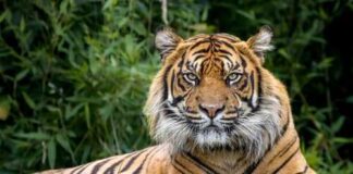 A close-up of a tiger resting in a grassy area