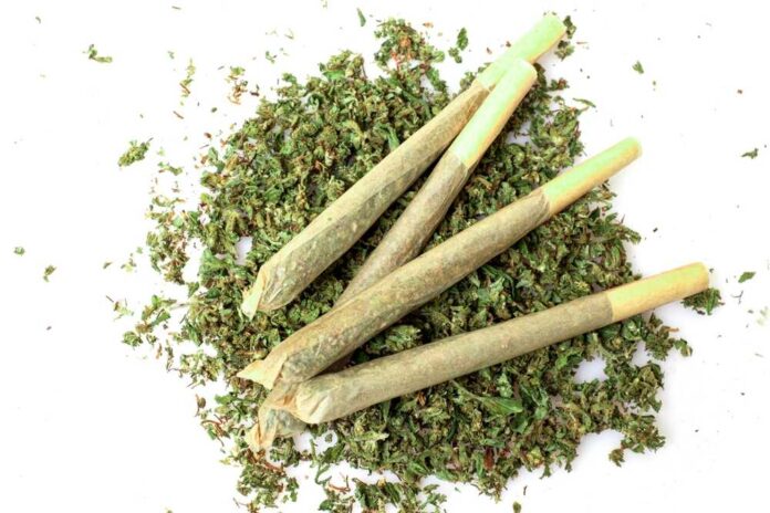 shutterstock_2541807295.jpg Three rolled cannabis joints on a bed of loose cannabis leaves