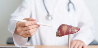 Doctor pointing at a liver model with a pen