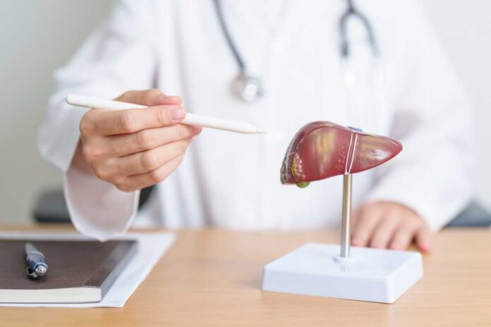 Doctor pointing at a liver model with a pen