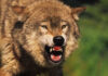 Wolf Bites Toddler While Parents Scroll Phones Close-up of a snarling wolf showing its teeth