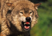 Close-up of a snarling wolf showing its teeth