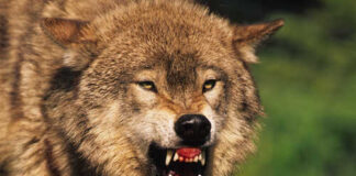 Close-up of a snarling wolf showing its teeth