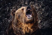 VIDEO: Bear Attack Shocks Teens On Hike A grizzly bear roaring with its mouth open
