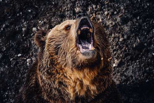 A,Closeup,Portrait,Of,A,Roaring,Brown,Bear,Head A grizzly bear roaring with its mouth open
