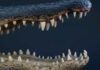 Resort Horror: Croc Drags Man Under Alligator jaws and teeth