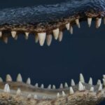 Resort Horror: Croc Drags Man Under Alligator jaws and teeth
