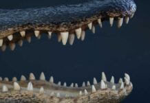 Alligator jaws and teeth