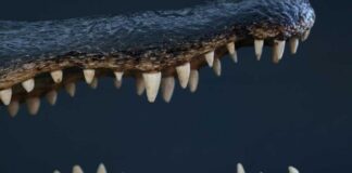 Alligator jaws and teeth