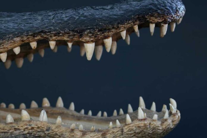 Alligator,Teeth,And,Jaws,Against,A,Black,Background Alligator jaws and teeth