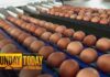 Invisible Bacteria Triggers Massive Egg Pull Nearly 20 Million Eggs Recalled Due to Salmonella Risk
