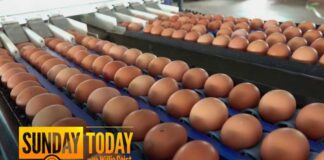 Nearly 20 Million Eggs Recalled Due to Salmonella Risk