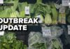 Cyclosporiasis cases surge in Michigan, with adults 30-49 being the largest group
