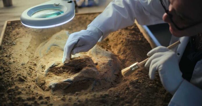 Senior,Archaeologist,Cleans,Fossil,Remains,Of,Dinosaur,Skeleton,Under,Lamp