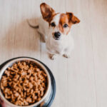 Jack Russell terrier sniffing a bowl of dry dog food