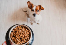 Jack Russell terrier sniffing a bowl of dry dog food