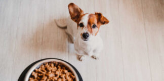 Jack Russell terrier sniffing a bowl of dry dog food