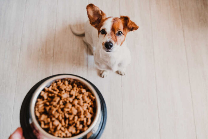 Cute,Small,Jack,Russell,Dog,At,Home,Waiting,To,Eat Jack Russell terrier sniffing a bowl of dry dog food