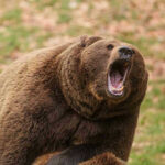 Bear Attack – Runner Fights Back Roaring brown bear with mouth open wide.