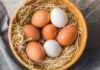 Tainted Eggs Exposed – 7 Hospitalized Brown and white eggs in a wooden bowl with straw