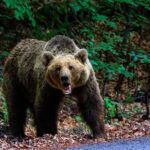 Sleeping Humans, Hungry Bears A grizzly bear standing on a forest path
