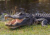 Alligator