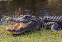 WATCH: Monster Gator Finally Falls After Four Years Alligator
